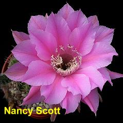 Nancy Scott.4.1.jpg 